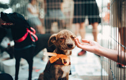 The Importance of Giving Back to Animal Shelters and How To Help